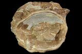 Xiphactinus (Cretaceous Fish) Vertebra - Kansas #102679-2